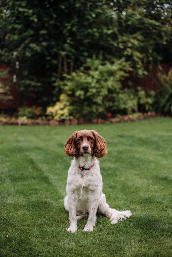 A vertical shot of a white and brown dog with red leash on green grass