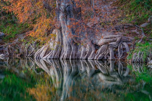 Cypress tree with exposed roots reflected in calm river water during autumn, highlighting vibrant foliage and natural beauty.