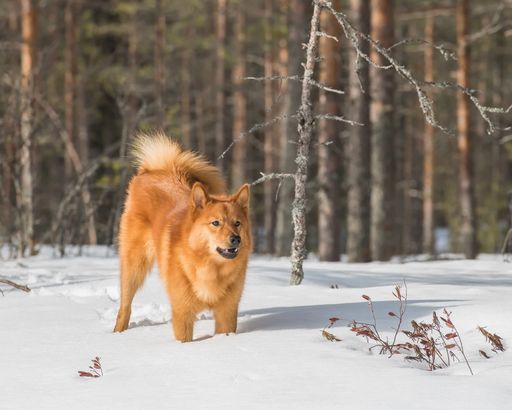 A Young Finnish Spitz dog standing in the boreal forest on a sunny winter day