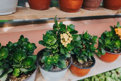 The potted plants growing in a greenhouse