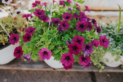 The potted pink petunia flowers in the greenhouse