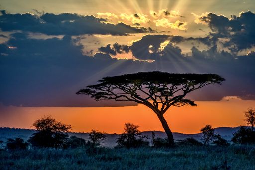 The beautiful scenery of a tree in the savanna plains during sunset - perfect for background
