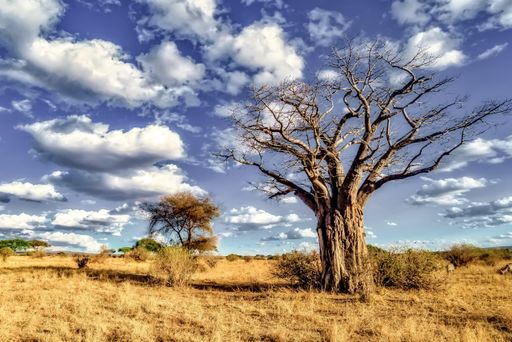 A beautiful shot of a tree in the savanna plains with the blue sky in the background