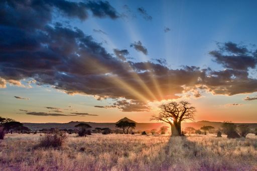 The beautiful scenery of a tree in the savanna plains during sunset - perfect for background