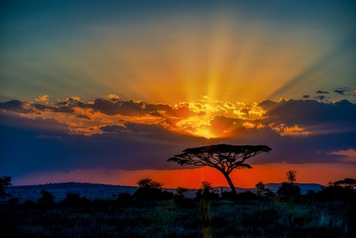 The beautiful scenery of a tree in the savanna plains during sunset - perfect for background