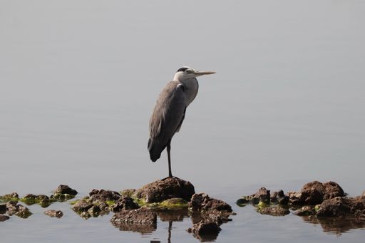 A closeup shot of a grey heron perched on a rock in the lake