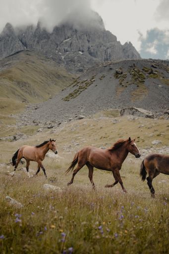 A group of horses running in a meadow in the mountains