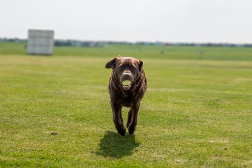A joyful brown Labrador retriever running on a grassy field with a tennis ball in its mouth, under a bright sky.