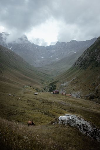 A group of horses grazing in a meadow in the mountains