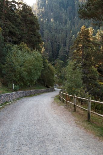 A vertical shot of a narrow street among tall trees