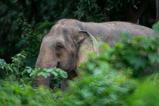 A side view of a large cute grayelephant resting in the greenery