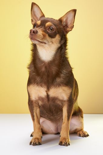 A closeup shot of a brown cute sitting Chihuahua on yellow background looking up