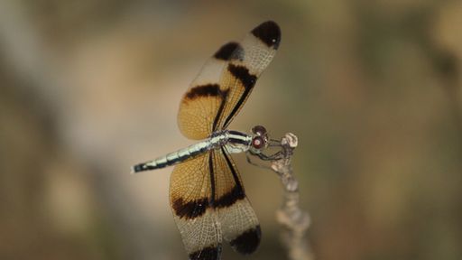 A shallow focus shot of a brown dragonfly on a thin stick in a forest