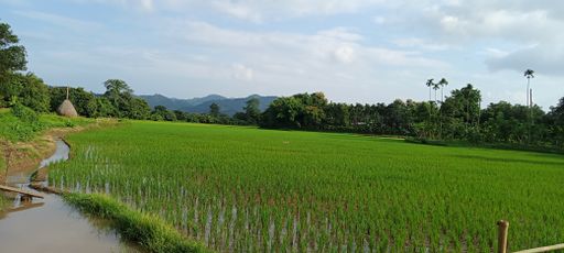 A closeup of a cultivated rice field beside a water irrigation