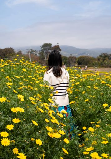 A woman in a vibrant field of yellow flowers, gazing at distant hills. Los Angeles, California