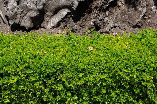 The boxwood plants next to an old tree trunk in the garden