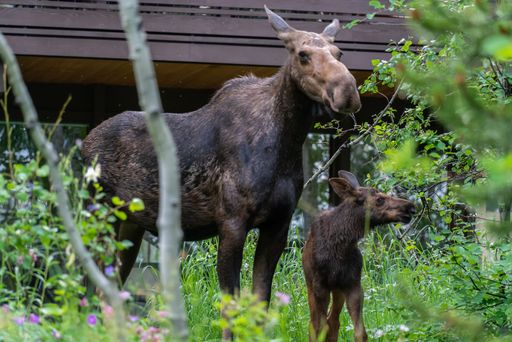 A closeup shot of a mother moose and a calf in Grand Teton National Park