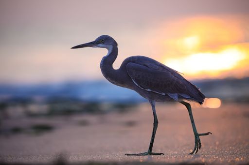 A heron walks gracefully on a sandy beach at sunset, with a vibrant sky in the background, capturing a serene wildlife moment.
