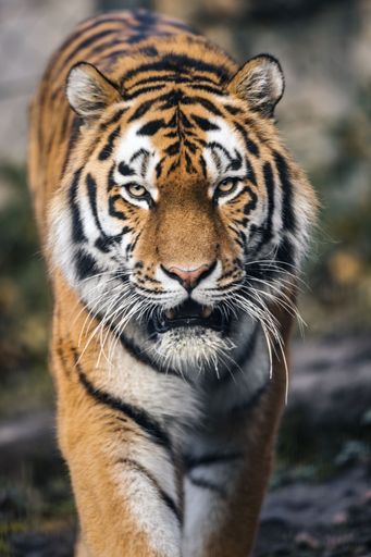 Close-up of a majestic tiger walking forward in its natural habitat, showcasing its striking stripes and intense gaze.