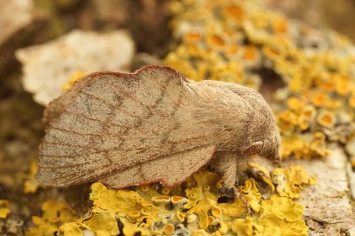 Natural detailed view of Phyllodesma suberifolia, showcasing its textured wings and unique features.