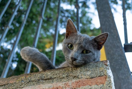 cat lying down looking at the camera