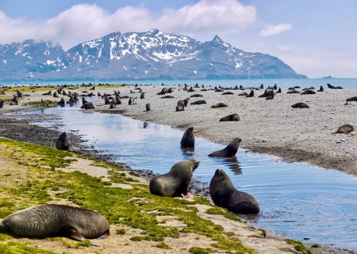 Antarctic fur seals (Arctocephalus gazella) and king penguins (Aptenodytes patagonicus) on the beach near Salisbury Plain on South Georgia Island.
