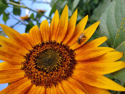 A macro shot of a bee on the sunflower head with bright yellow and orange petals