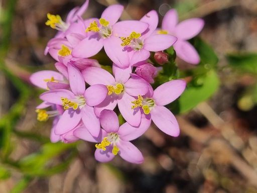 A shallow depth of field shot of the beautiful baby-pink-colored spring flowers growing next to each other.