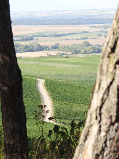 A vertical shot of a mesmerizing view of a pathway in the green field with vegetation on a sunny day