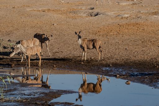 Kudu antelopes at a watering hole in a dry savanna landscape, reflecting in the water under a clear blue sky.