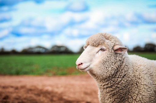 A selective focus shot of a cute sheep outdoors in a rual area