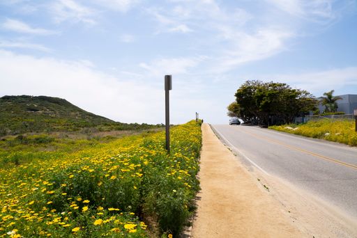A scenic road lined with vibrant yellow wildflowers under a clear blue sky, leading towards a small hill and trees.
