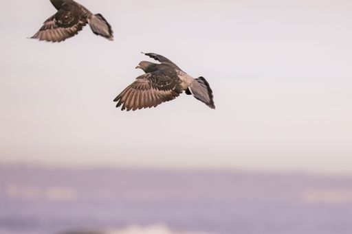 Two pigeons in flight against a soft pastel sky, capturing motion and grace in a serene setting.