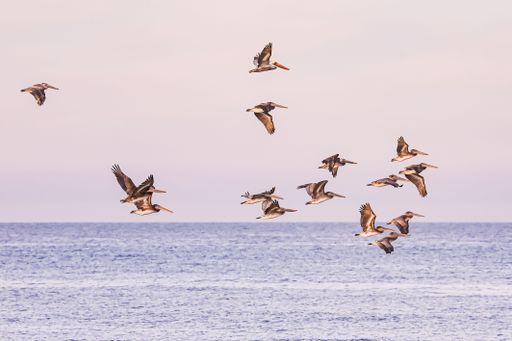 Flock of pelicans flying over calm ocean waters under a pastel sky.