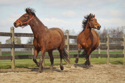 Two brown horses run side-by-side in a fenced paddock. They have long manes and tails flowing in the wind.