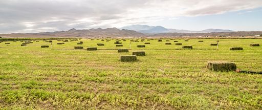 The clover harvesting and green straw bales for farm animal feed in the background of a field.