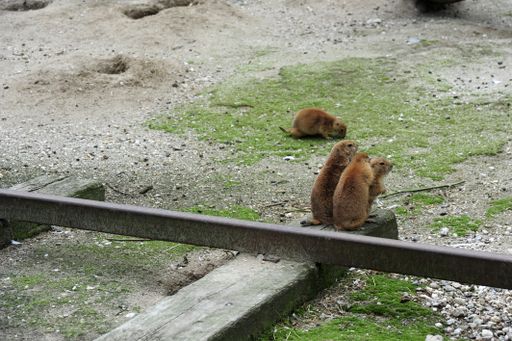 A group of cute fluffy gophers huddled together in a zoo with another one searching for food separately