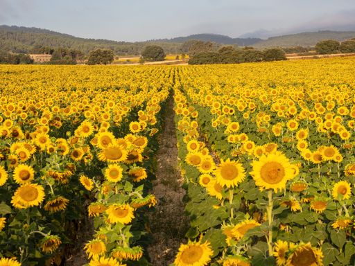 An adorable field of beautiful sunflowers blooming