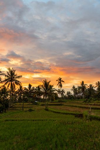 Scenic view of rice fields and palm trees at sunset in Bali, Indonesia, with vibrant sky colors.