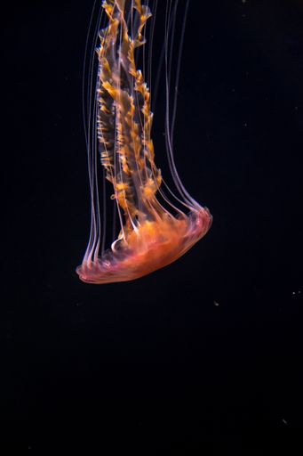 A closeup of a jellyfish on a blurry black background