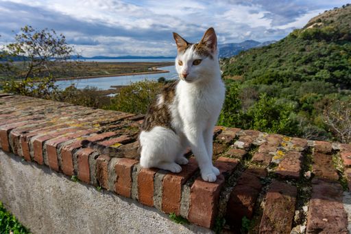 A cat sitting on a brick wall overlooking a scenic landscape with mountains and a river in the background under a partly cloudy sky.