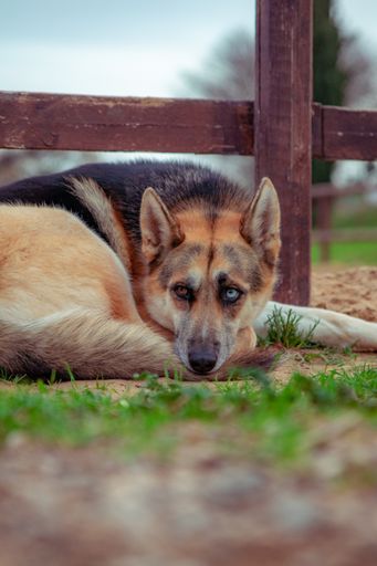 A vertical shot of a german shepherd dog with heterochromia syndrome lying on the grass