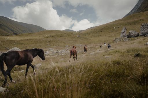 A beautiful shot of horses in the dry field on the background of mountains under a cloudy sky