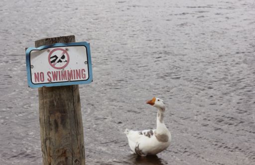 A humorous scene of a goose standing near a 'No Swimming' sign by a lake.