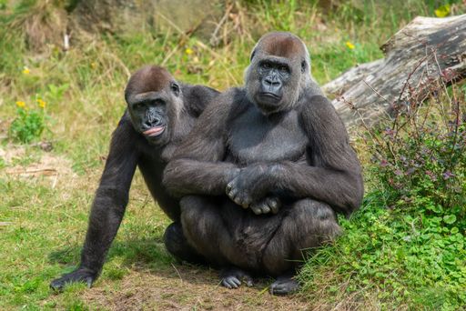 Two gorillas sitting on grass, one playfully sticking out its tongue, in a natural habitat setting.