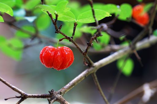 Close-up of a vibrant red pitanga cherry on a branch with fresh green leaves, set against a blurred natural background.