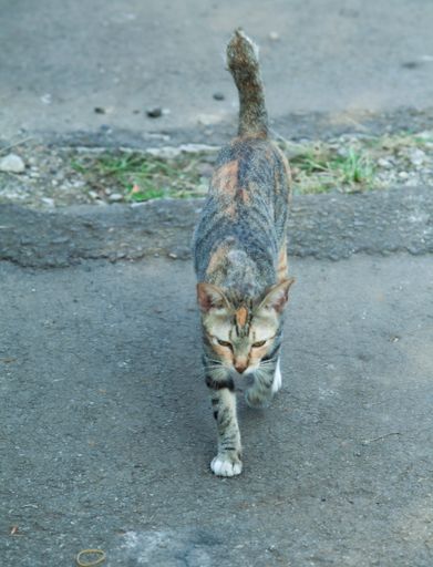 A vertical shot of a serious cat waoutdoors during daylight