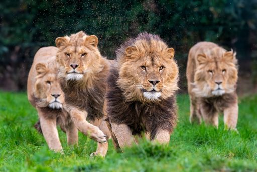 A pride of lions walking through lush green grass in a wildlife reserve, showcasing the majestic beauty of these powerful animals.