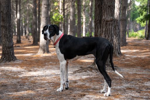 A Great Dane with a red collar stands in a sunlit forest, surrounded by tall trees and scattered pine needles.