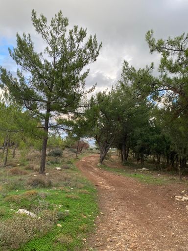Rustic dirt path winding through a lush green forest under a cloudy sky, showcasing natural beauty and tranquility.